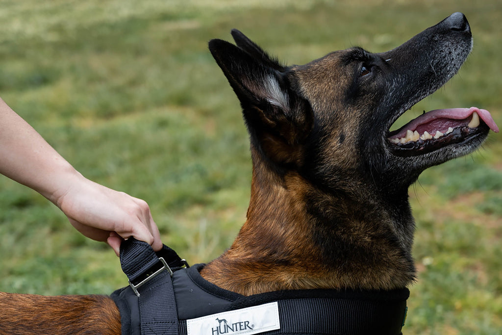 Training and Obedience