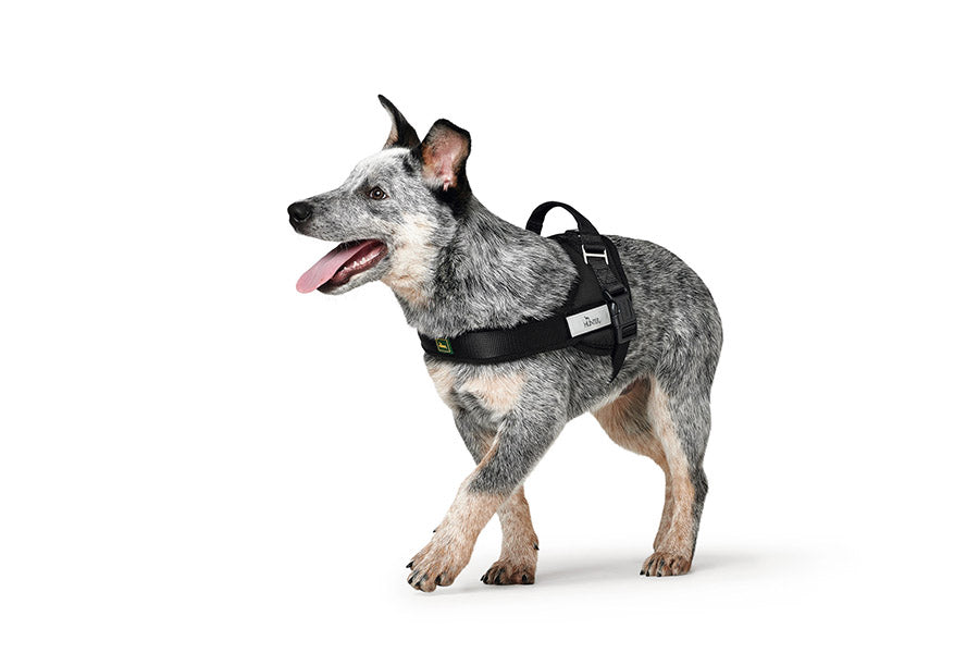Ranger Harness by Hunter – Animalian Nature