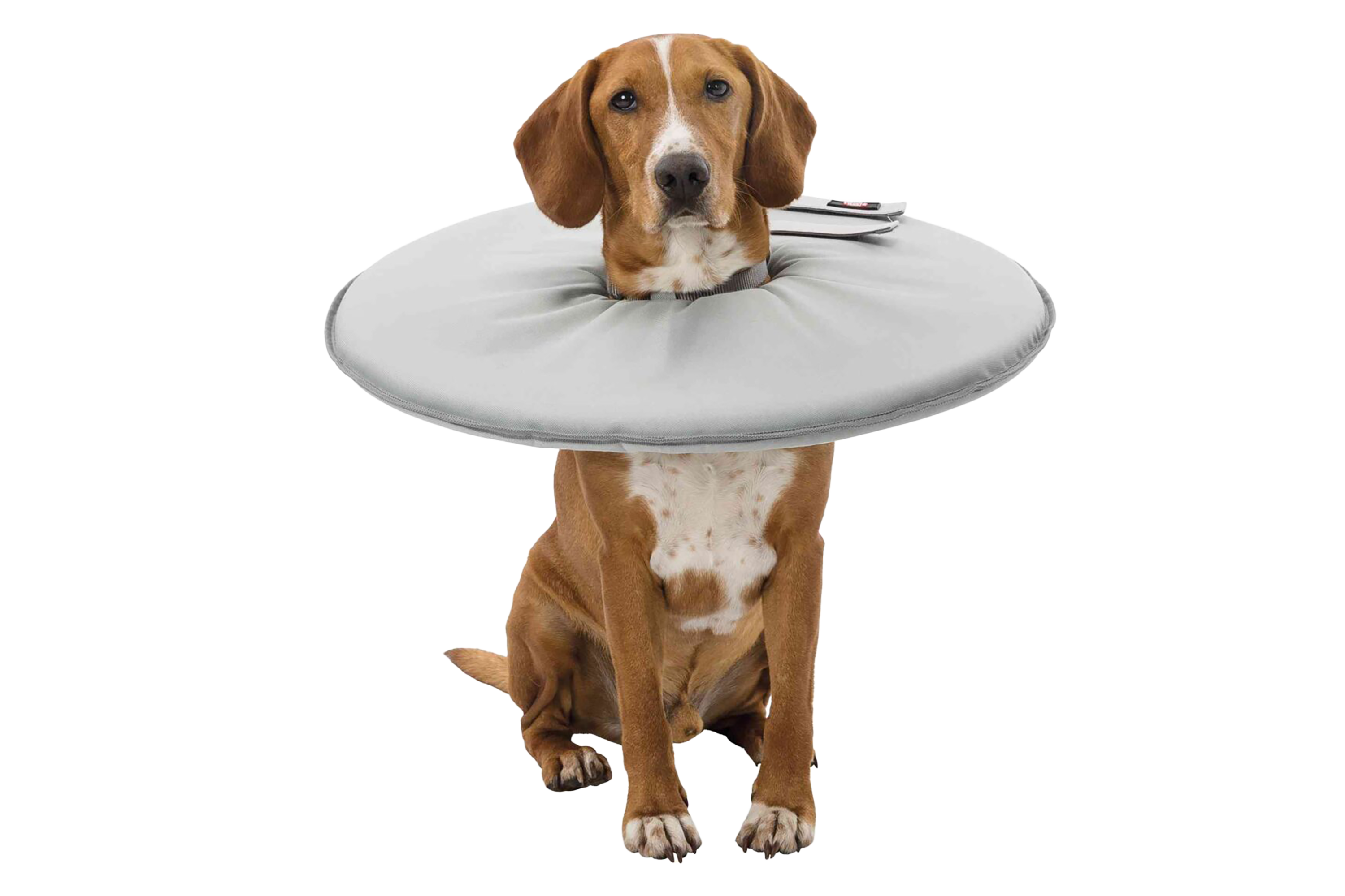 Protective Collar by Trixie – Animalian Nature
