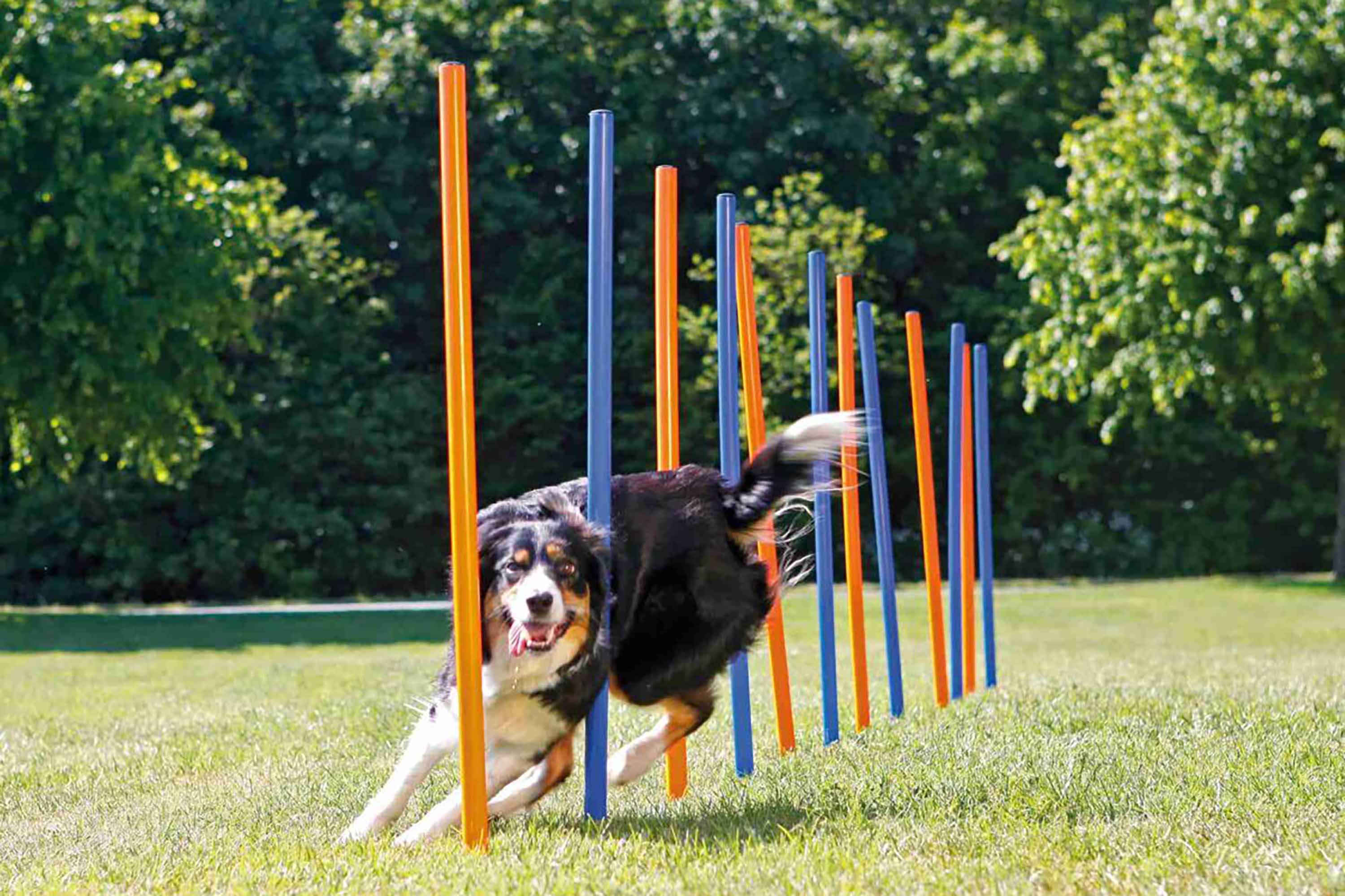 Trixie outlet dog agility